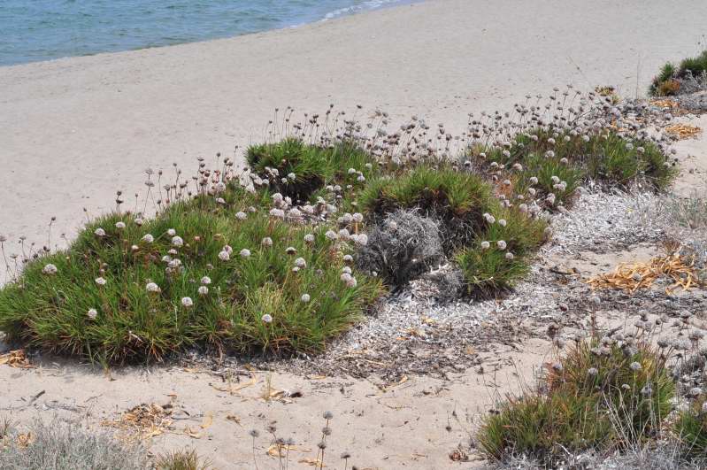 Armeria pungens / Spillone delle spiagge